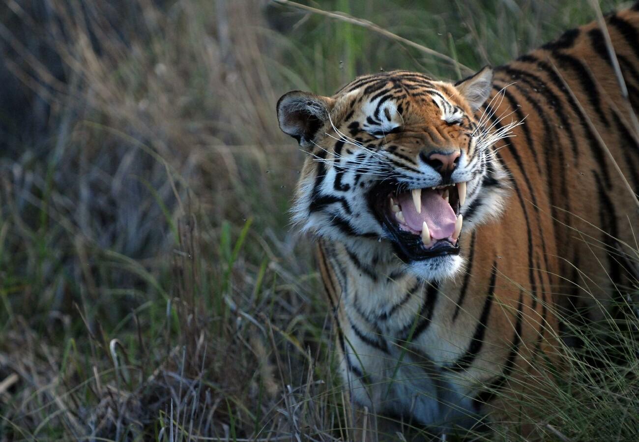 © VIER PFOTEN  Mihai Vasile